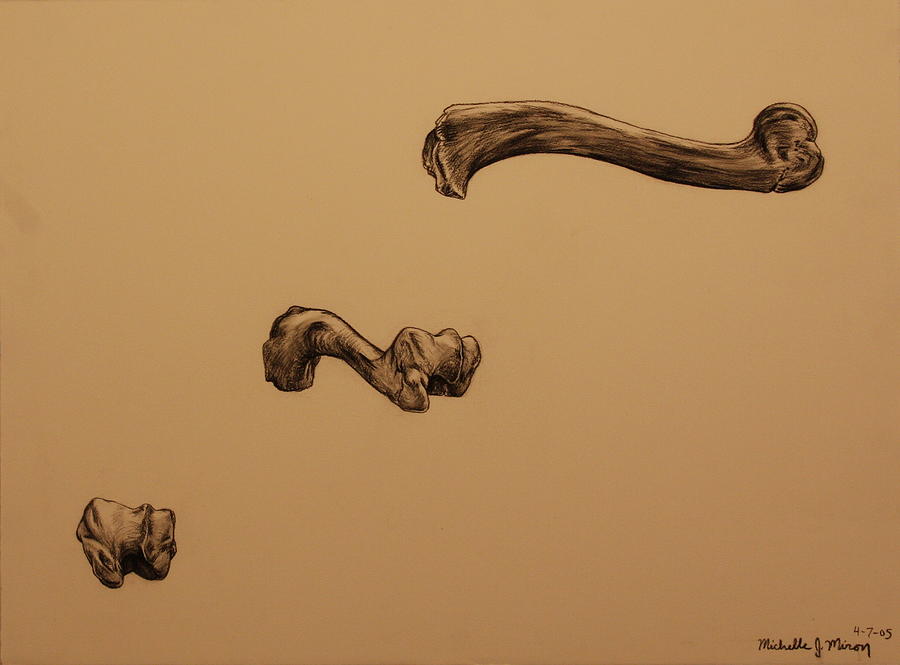 Growing Bone Drawing by Michelle Miron-Rebbe