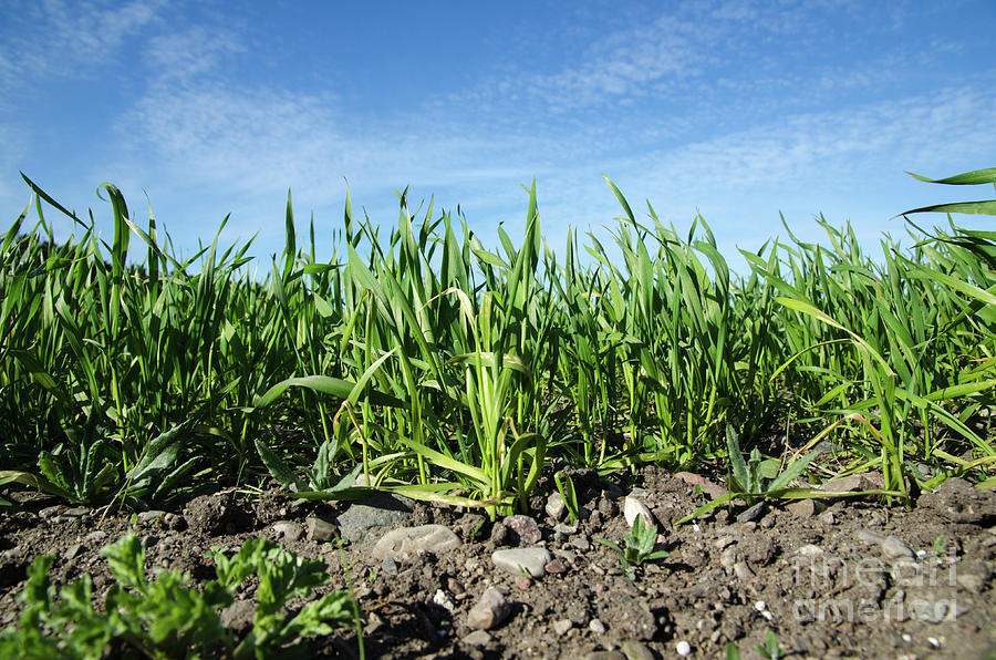 Growing Corn Closeup Photograph