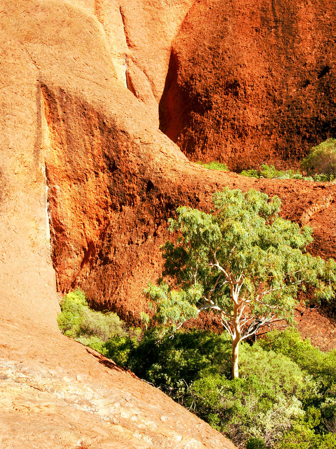 Growing in the Folds - Kata Tjuta Photograph by Lexa Harpell