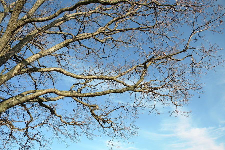 Growing in the sky Photograph by Karissa DeYoung - Pixels