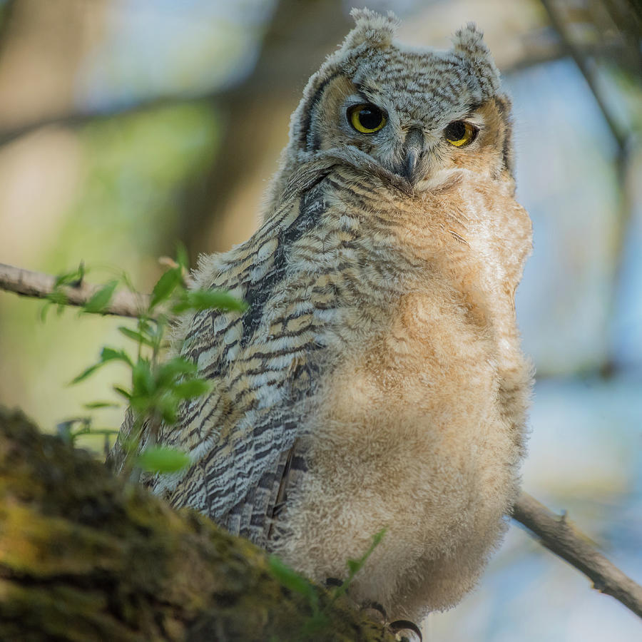 Growing Into A Great Horned Owl Photograph by Yeates Photography