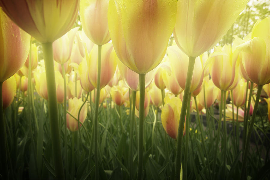 Growing  Tulips  Photograph by Anastasy Yarmolovich