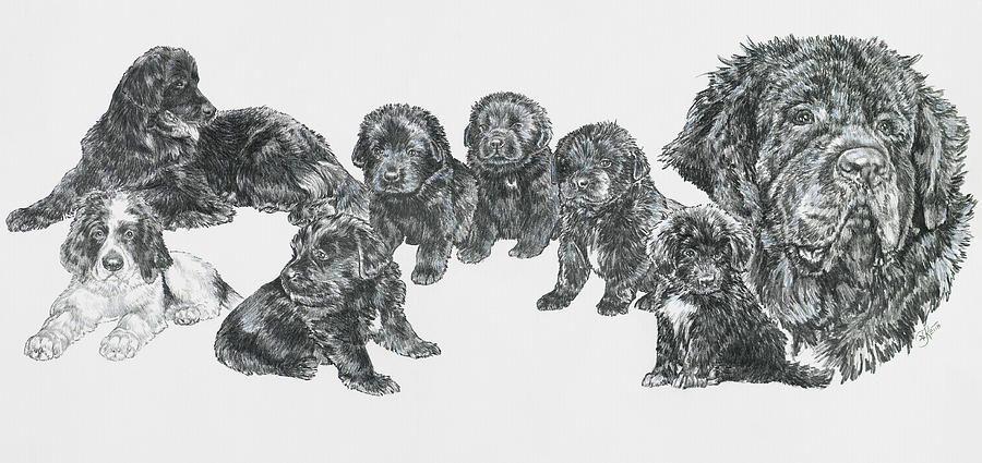 Giant Newfoundland Household Drawing by Barbara Keith