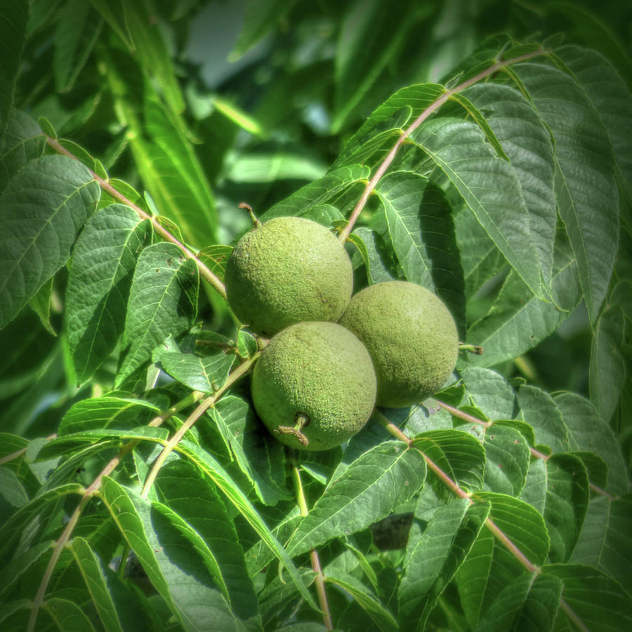 Growing Walnuts Photograph by Leslie Montgomery
