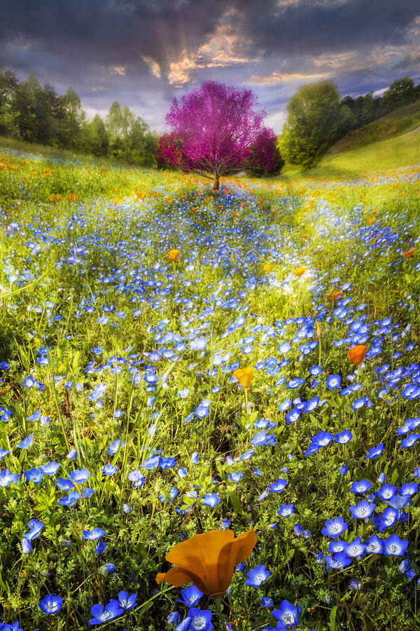 Growing Wild Photograph by Debra and Dave Vanderlaan | Fine Art America