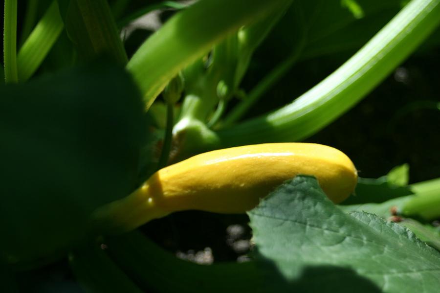Growing Yellow Squash Photograph by Barbara S Nickerson