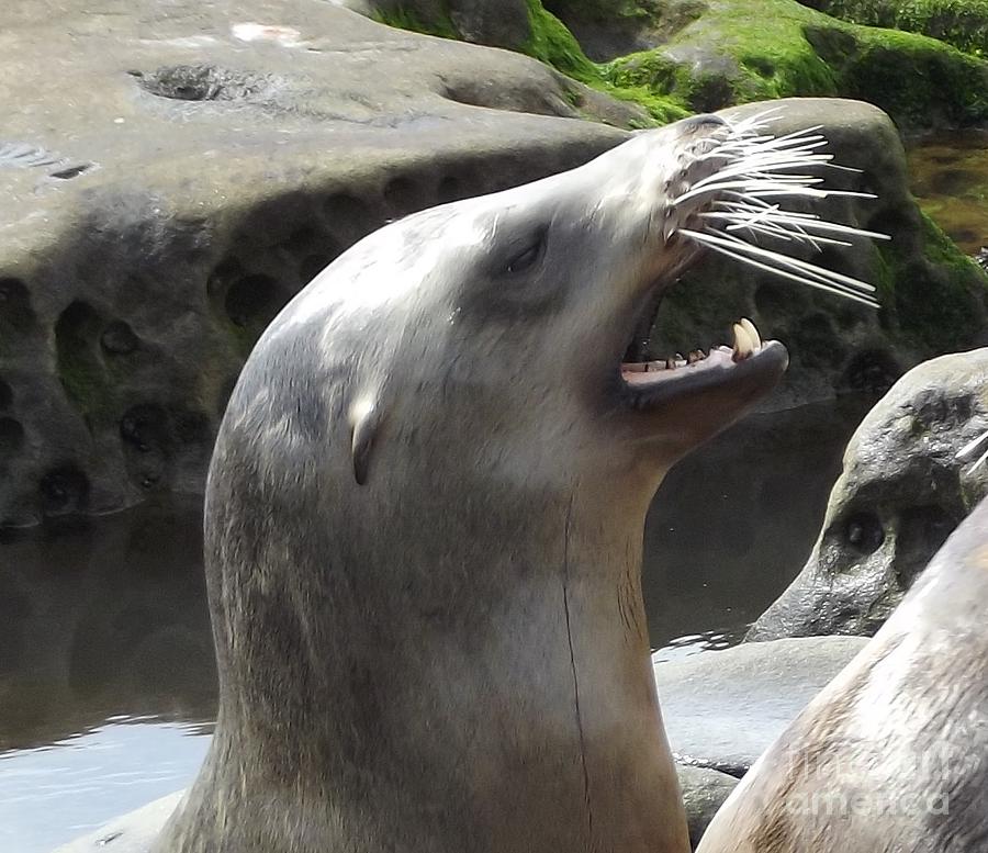 California Sea Lion Teeth