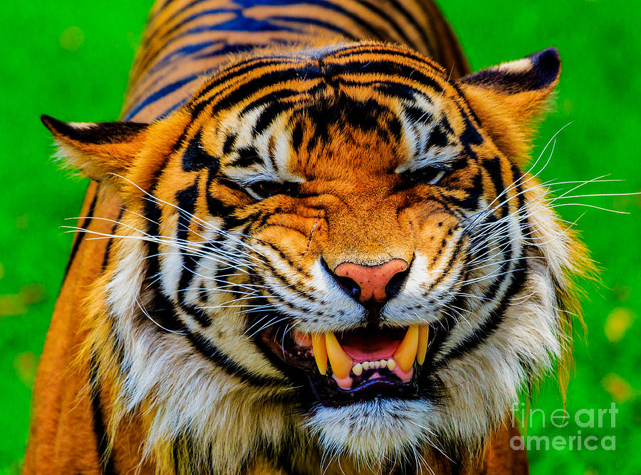 Jungle Photograph - Growling Tiger by Ray Shiu