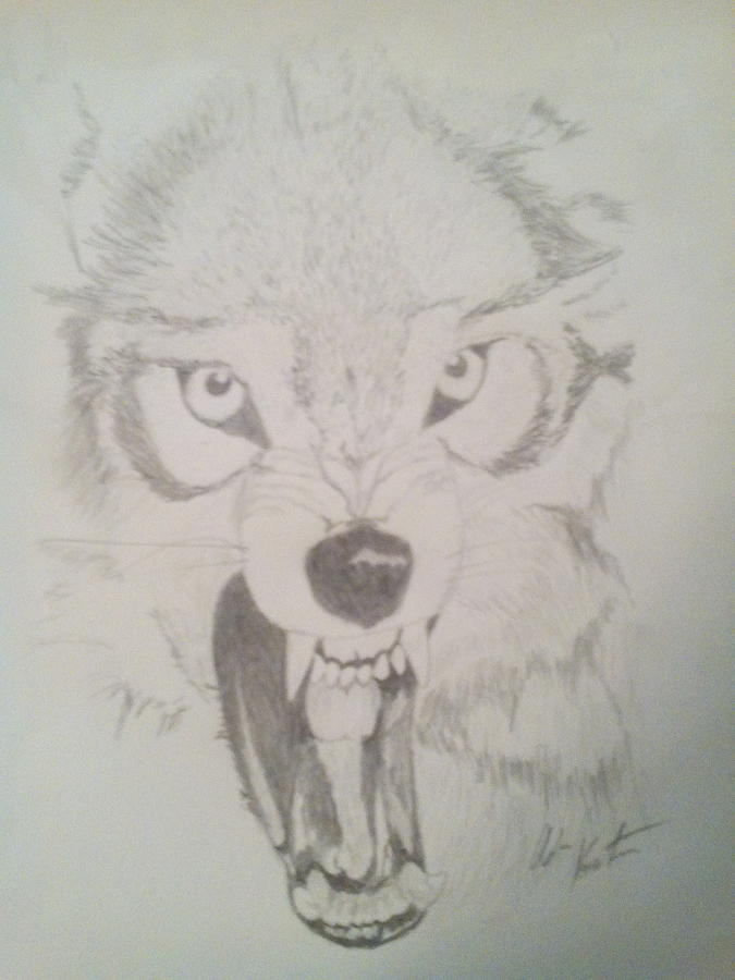 Growling Wolf Drawing by Adam Kuestner Fine Art America