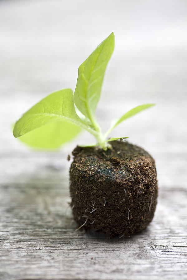 Nature Photograph - Growth by Frank Tschakert