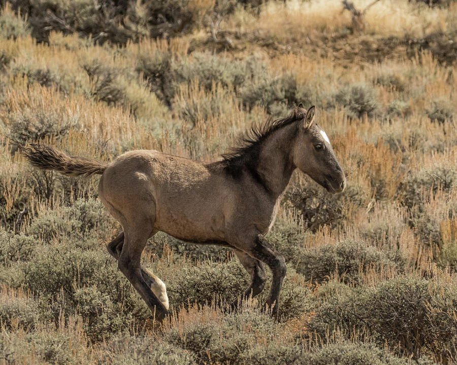 Grullo Colt Frolicking Photograph by Lois Lake