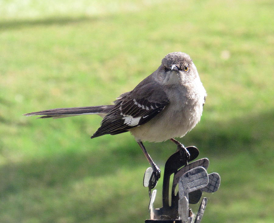 Grumpy Bird Mockingbird Photograph by Adrienne Wilson