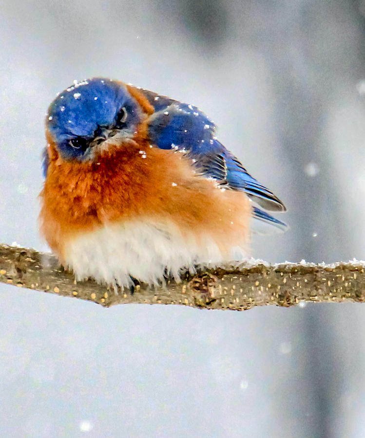 Grumpy Blue Photograph By Travis Boyd - Pixels