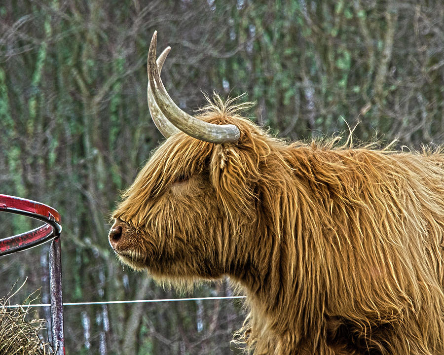 Grumpy Photograph by Donald Crosby | Fine Art America