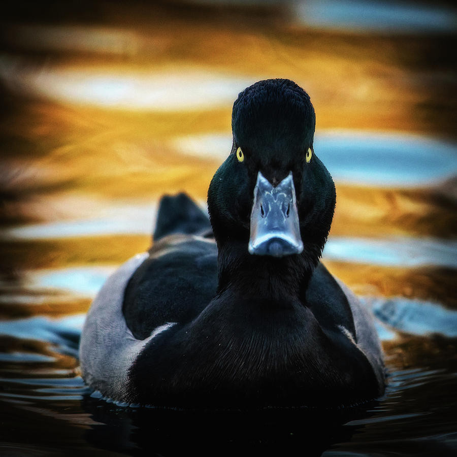 Grumpy duck Photograph by Hans Zimmer - Pixels