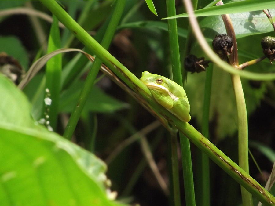 Grumpy Frog Photograph by Belinda Stucki