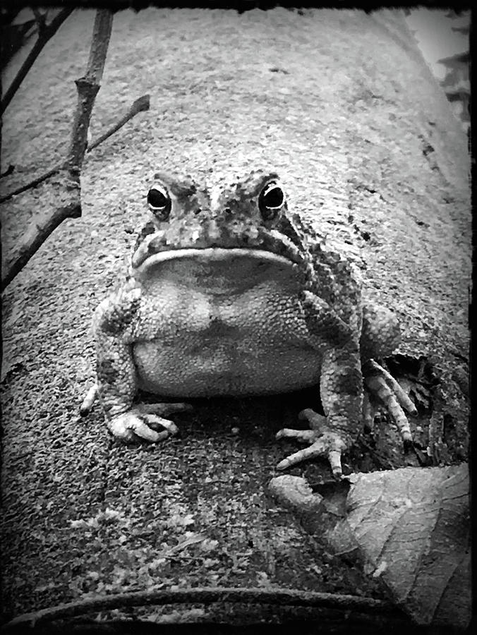 Grumpy Frog Photograph by Kelly Hazel