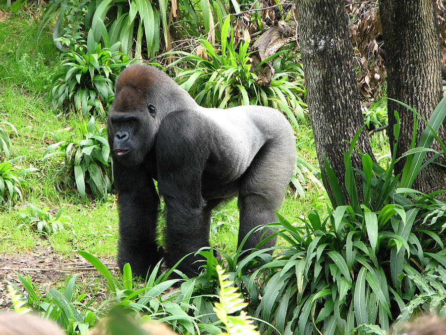 Grumpy Gorilla III Photograph by Creative Solutions RipdNTorn