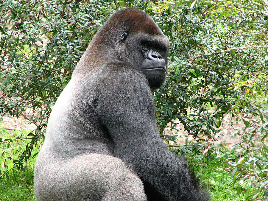 Grumpy Gorilla Photograph by Creative Solutions RipdNTorn