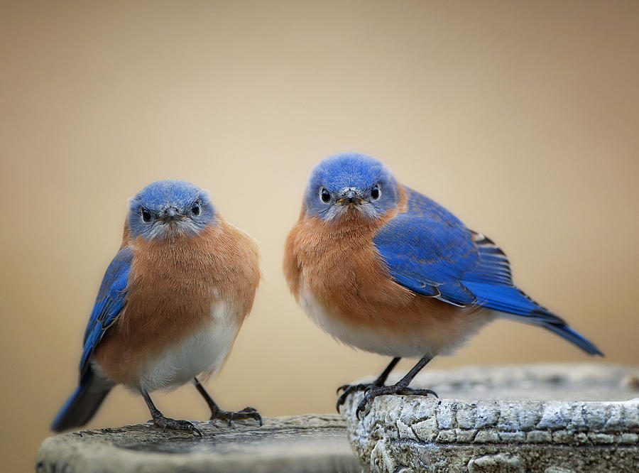 Bird Photograph - Grumpy Little Men by Bonnie Barry