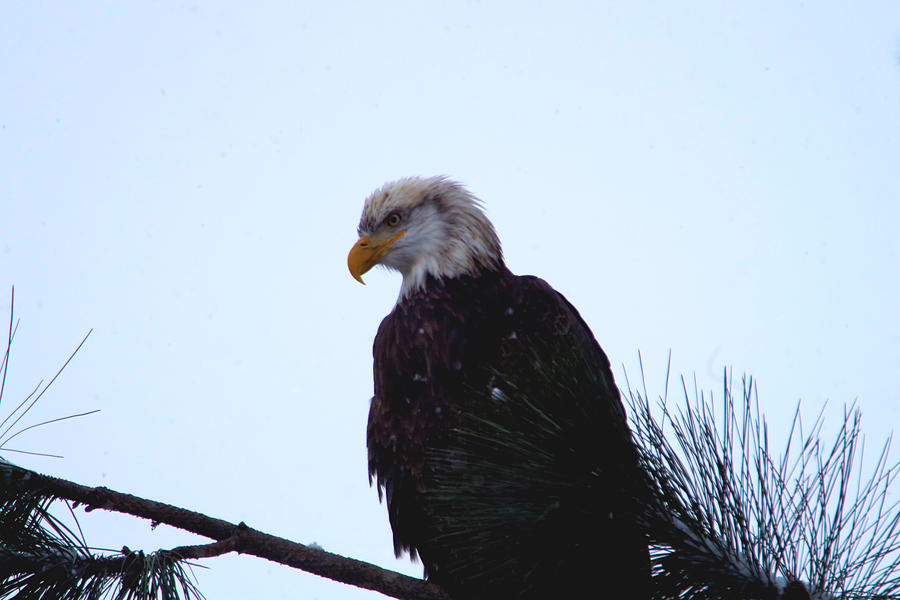 Grumpy looking eagle Photograph by Jeff Swan