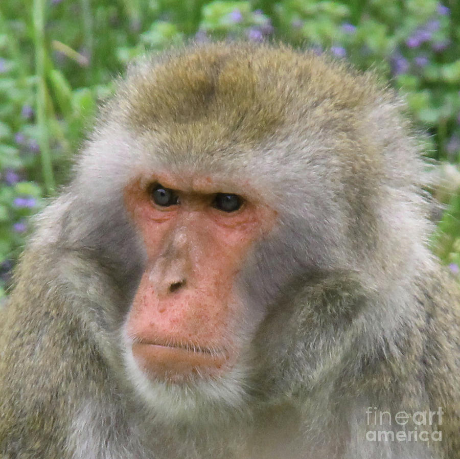 Monkey Photograph - Grumpy Monkey by Art Kurgin