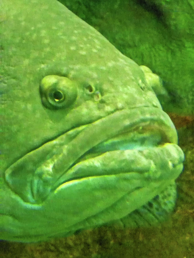 Grumpy Old Fish Photograph by Elizabeth Hoskinson