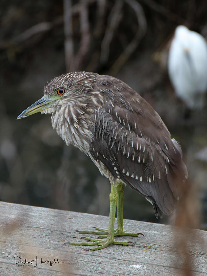 Grumpy Old Man Photograph by Dustin Huckfeldt | Fine Art America