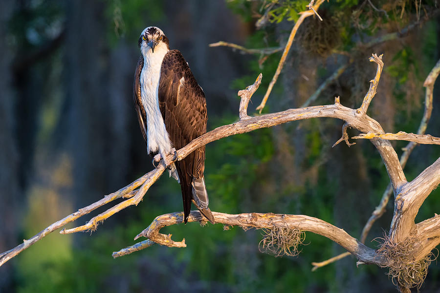 Eagle Photograph - Grumpy Osprey not Ready for its Picture by Andres Leon