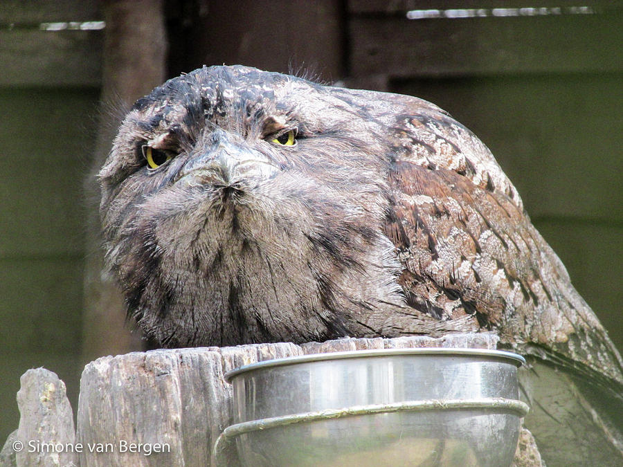 grumpy owl