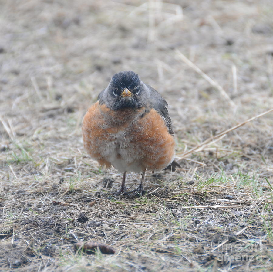 Grumpy Robin Photograph by Sandra Updyke