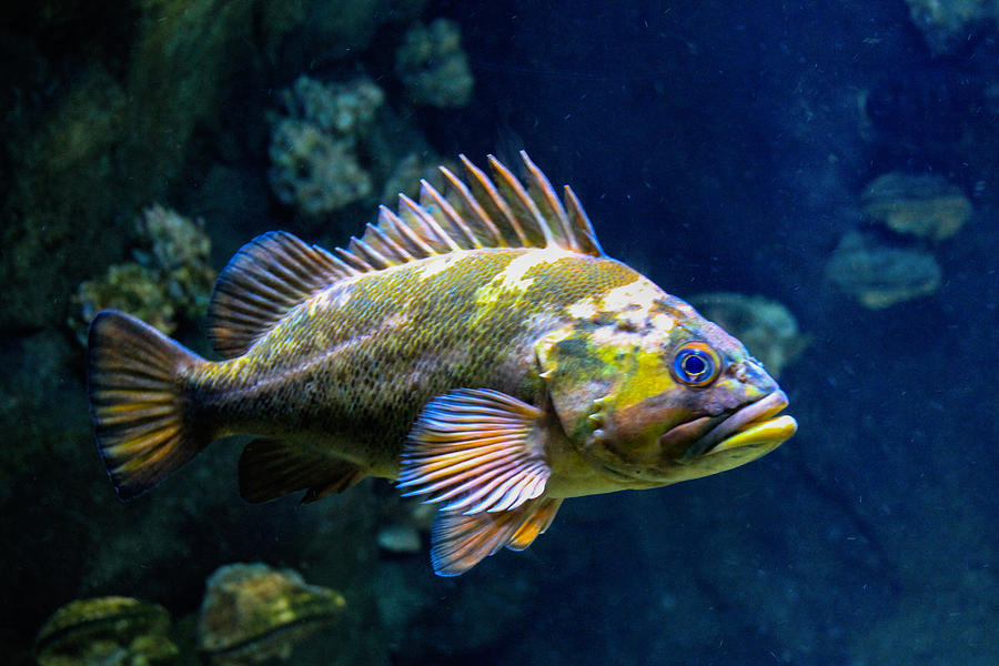 Grumpy Rockfish Photograph by Bonnie Follett
