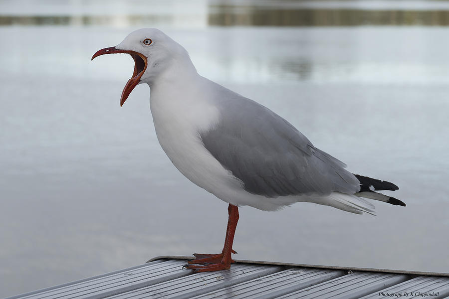 Grumpy seagull 01 Photograph by Kevin Chippindall Grumpy seagull 01 Photograph by Kevin Chippindall