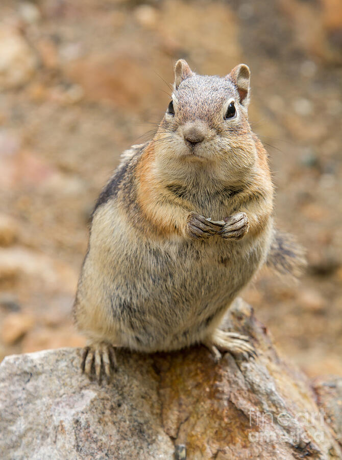 Grumpy Squirrel Photograph by Chris Scroggins