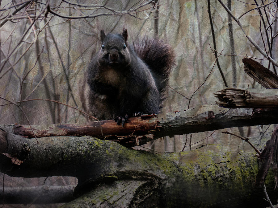 Grumpy Squirrel Digital Art by Leslie Montgomery