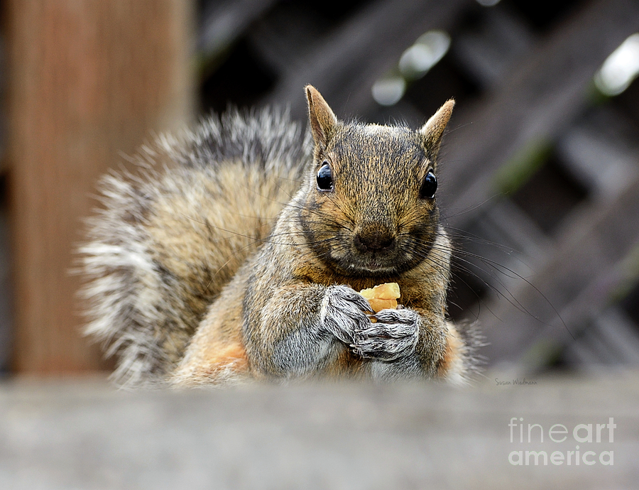 Nature Photograph - Grumpy Squirrel by Susan Wiedmann