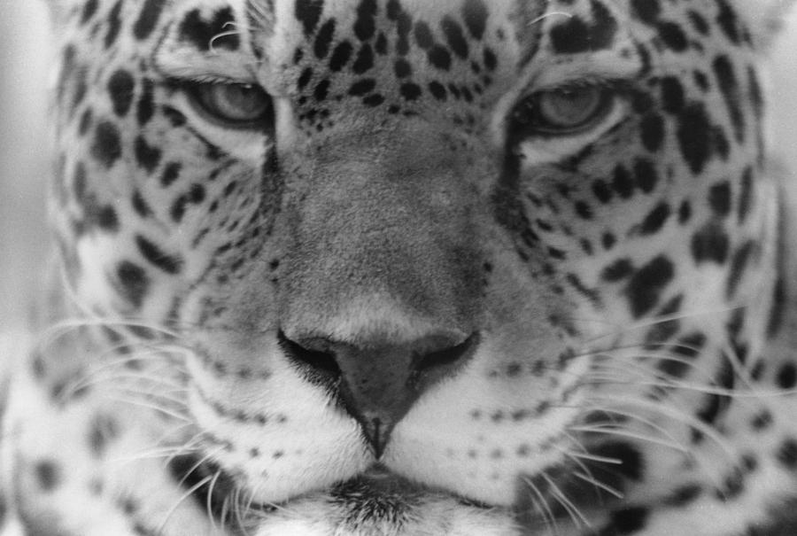Grumpy Tiger  Photograph by Joseph Caban