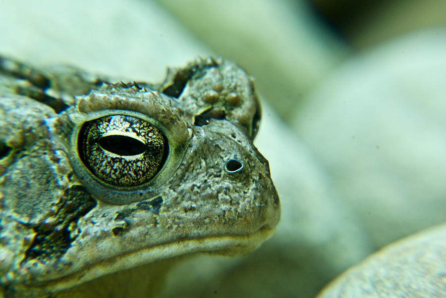 Grumpy Toad Photograph by Douglas Barnett