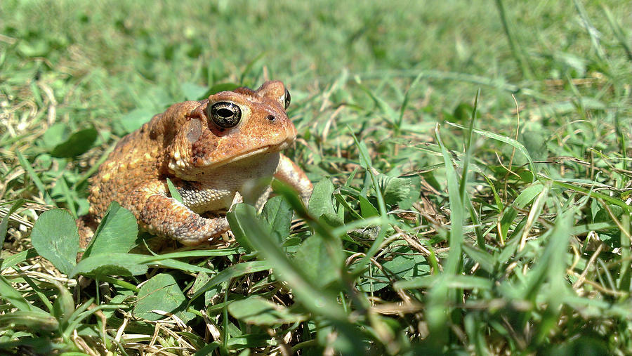 Grumpy Toad Photograph by Liza Eckardt