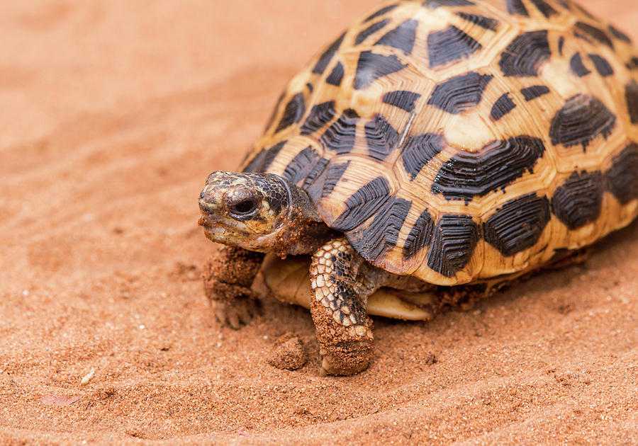 Grumpy Tortoise Photograph by Alex Lapidus