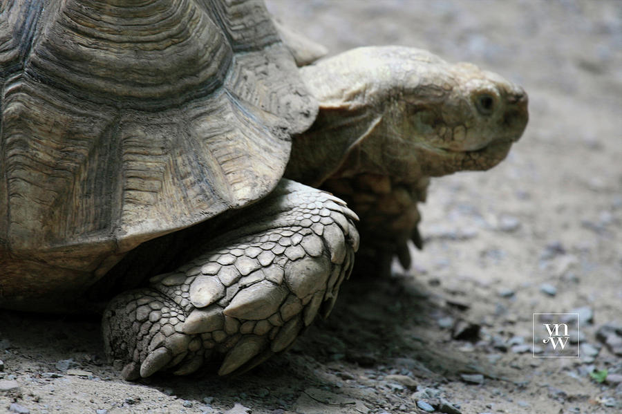 Grumpy Tortoise Photograph by Yvonne Wright
