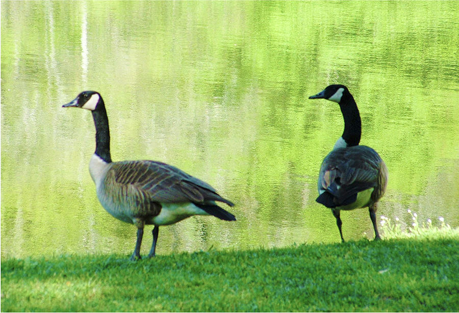 Grundy Lake Geese Photograph by Rod Whyte