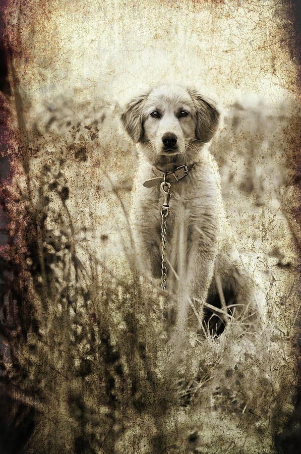 Black And White Photograph - Grunge Puppy by Meirion Matthias