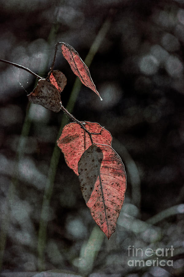 Grungy Leaves by Elaine Teague Grungy Leaves by Elaine Teague