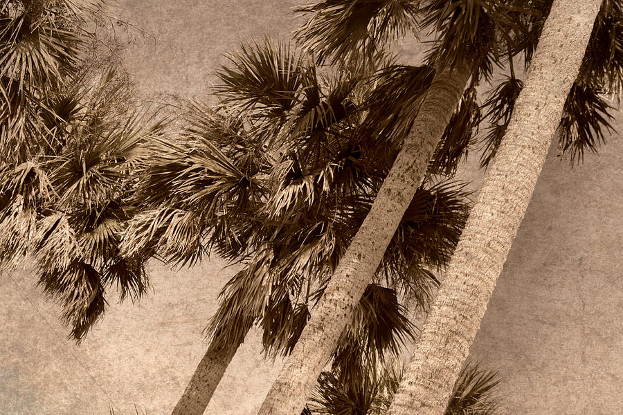 Grungy Palms Photograph