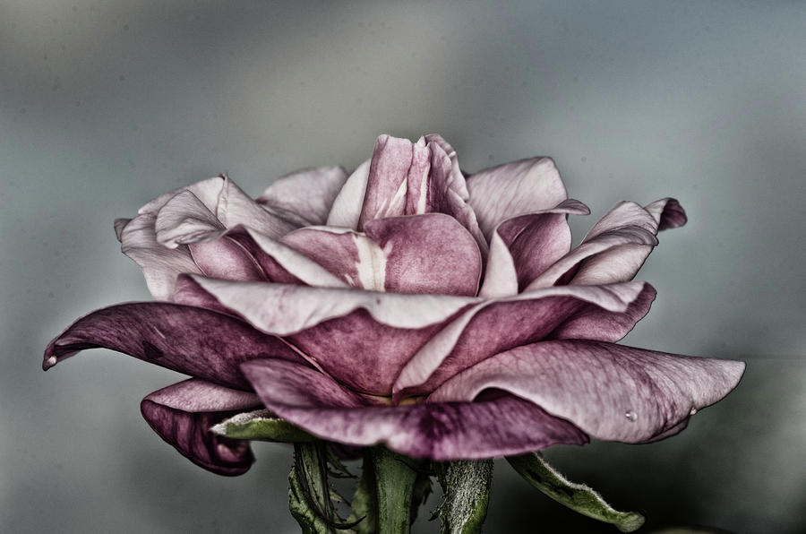 Grungy Rose Photograph by Artful Imagery