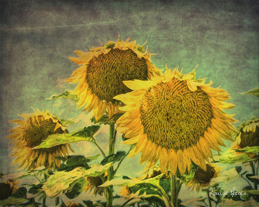 Grungy Sunflowers 2 Photograph by Louise Reeves