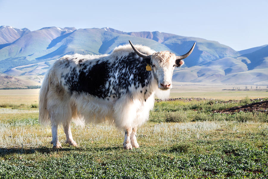 Grunting Ox in Altai Prairie Photograph by Victor Kovchin