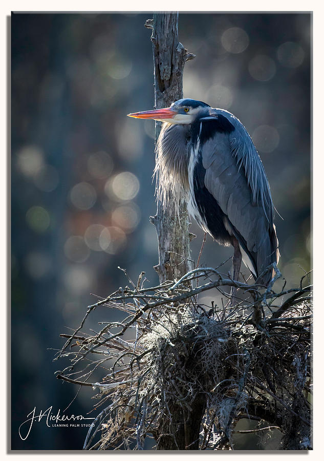 Gtrat Blue by John Nickerson Gtrat Blue by John Nickerson