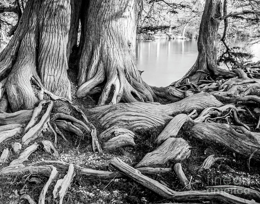 Guadalupe Bald Cypress in Black and White Photograph by Michael Tidwell